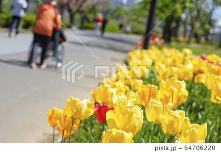 遊歩道とチューリップの花 64706220
