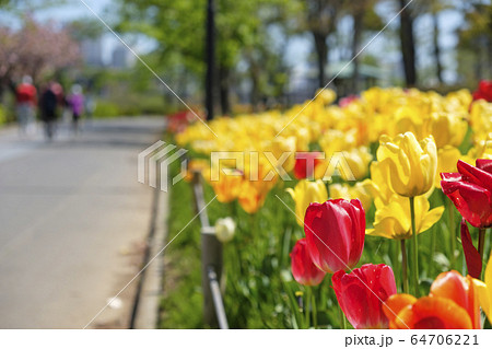 遊歩道とチューリップの花 64706221
