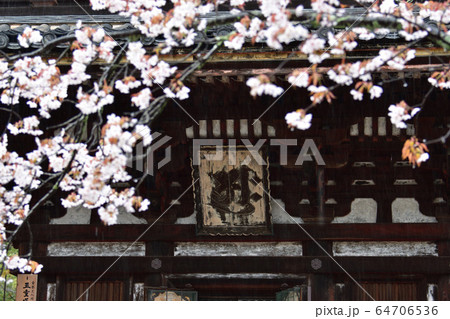 御室の桜 御室の桜 64706536
