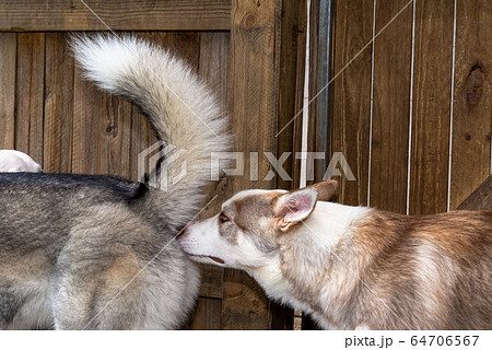 犬の動作　挨拶 64706567