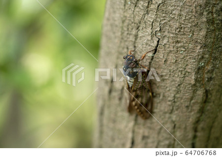 アブラゼミ アブラゼミ 64706768