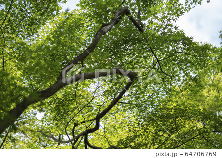 青もみじ 青もみじ 64706769