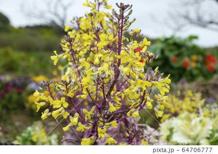 葉牡丹の花 64706777