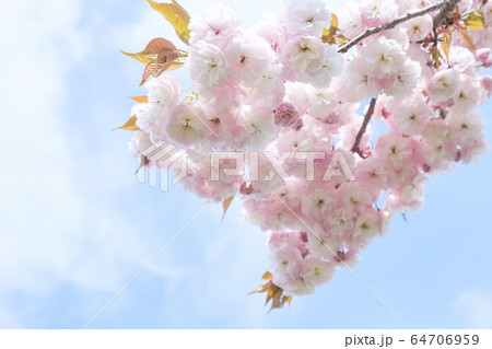 八重桜 松月 八重桜 松月 64706959