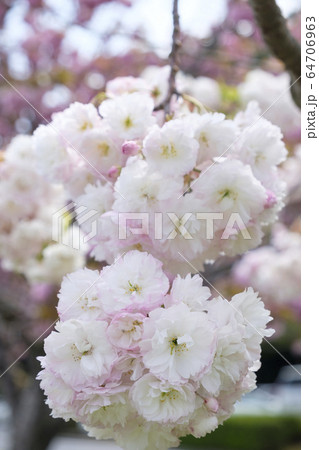 八重桜　松月 64706963