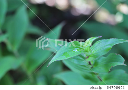 ホトトギスの若葉と雨雫 64706991