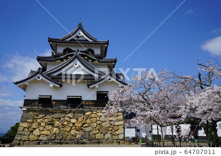 彦根城 国宝 天守閣 桜 彦根城 国宝 天守閣 桜 64707011