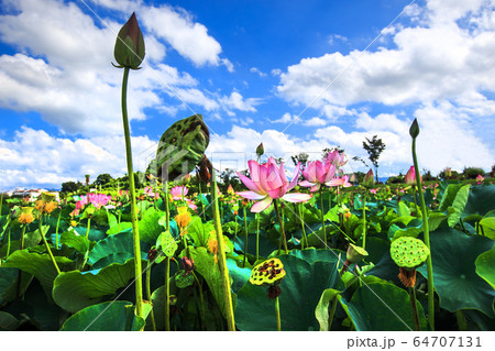 蓮 凧 青い空 64707131