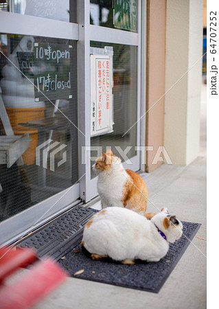 開店を待つ猫たち 64707252
