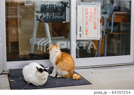 開店を待つ猫たち 64707254