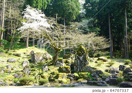朝倉遺跡　桜　諏訪館跡庭園 64707337