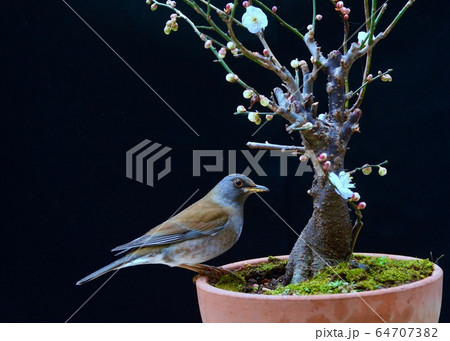 庭の片隅　庭のお客さん 64707382