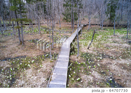落倉湿原　満開の水芭蕉　長野県白馬村（ドローンによる空撮） 64707730