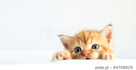 Cat baby tabby Kitten Cute Beautifu on white Cat baby tabby Kitten Cute Beautifu on white 64708029