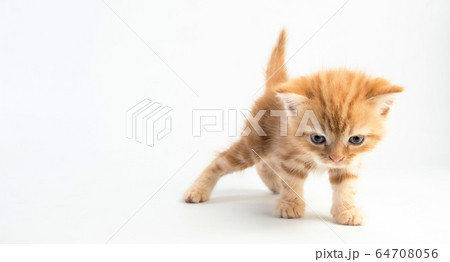 Cat baby tabby Kitten Cute Beautifu on white 64708056