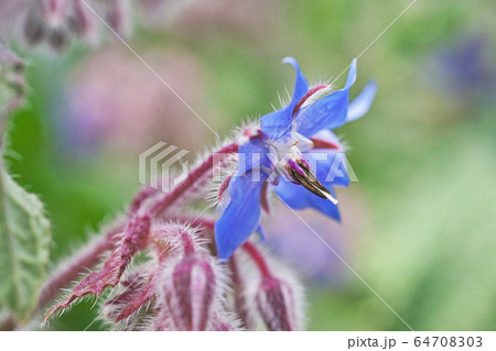 青いボリジの花 64708303