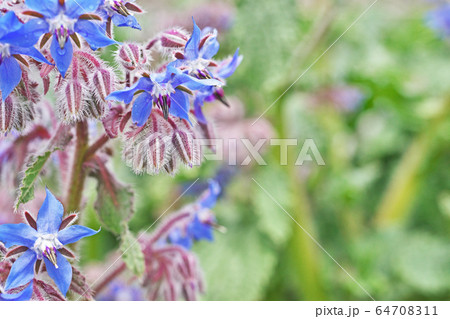 青いボリジの花 青いボリジの花 64708311