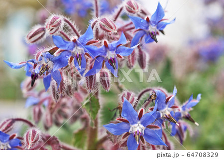 青いボリジの花 64708329