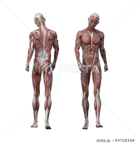 男性 解剖 筋肉 ３dcgイラスト素材のイラスト素材