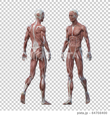 男性 解剖 筋肉 ３dcgイラスト素材のイラスト素材