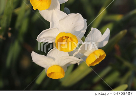 フサザキスイセンの白い花の写真素材