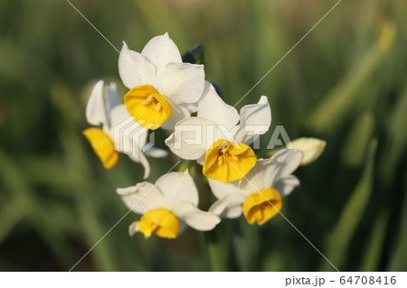フサザキスイセンの白い花の写真素材
