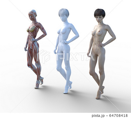 筋肉標本 女性 perming3DCGイラスト素材 筋肉標本 女性 perming3DCGイラスト素材 64708418