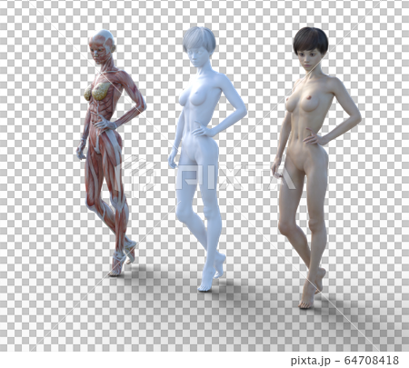 筋肉標本 女性 perming3DCGイラスト素材 筋肉標本 女性 perming3DCGイラスト素材 64708418