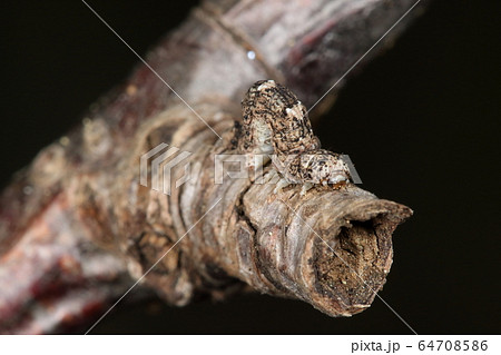 生き物　昆虫　シロオビフユシャク、幼虫です。見事にサクラの木の枝に同化しています 64708586