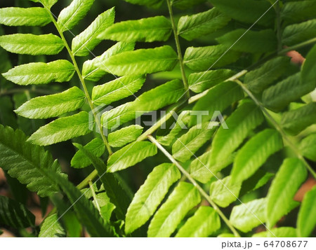blur organic green plant leaves shallow depth of field under natural sunlight and dark environment in home garden outdoor for peaceful mood backdrop or background 64708677