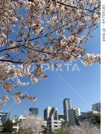 春の靱公園 64709185