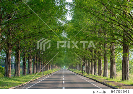 新緑のメタセコイア並木 64709641