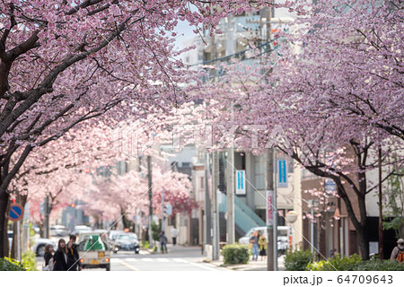 オオカンザクラの並木道 オオカンザクラの並木道 64709643