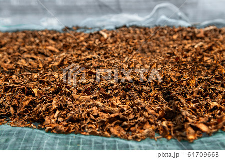 Sun dried Turmeric rhizome fresh Tumeric roots 64709663