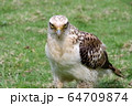 カンムリワシ 64709874
