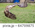 飛ぶカンムリワシ 64709875
