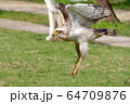 飛ぶカンムリワシ 64709876