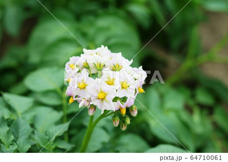 じゃが芋（メイクイーン）の花 64710061