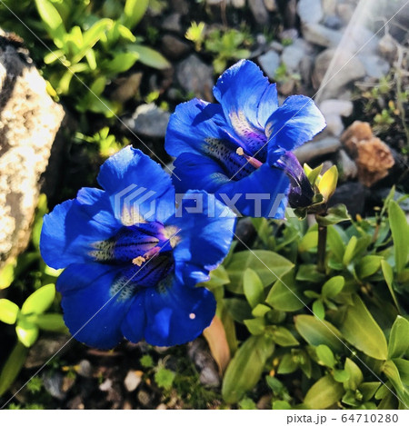 北極圏に咲く花 北極圏に咲く花 64710280