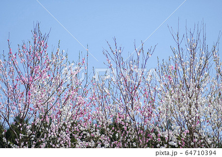 源平咲きの花桃 源平咲きの花桃 64710394