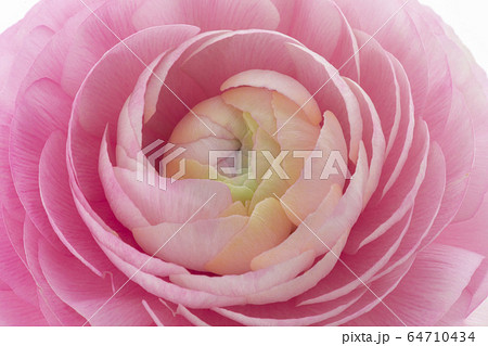 ハナキンポウゲ 花びら 花弁 64710434