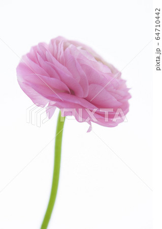 ハナキンポウゲ 母の日 マザーズデー 64710442