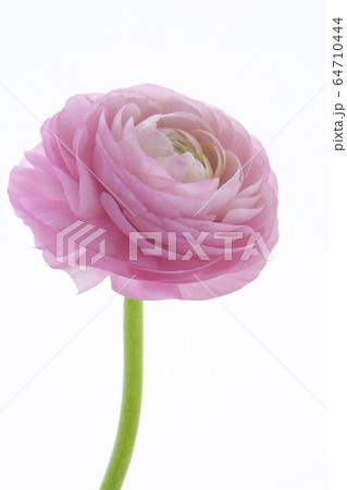 ハナキンポウゲ 花びら 花弁の写真素材