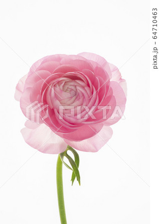 花びら 花弁 弁 64710463