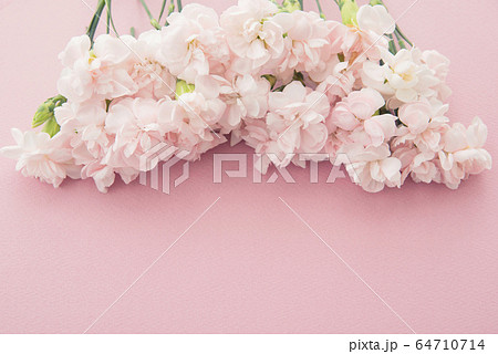 ピンクのスプレーカーネーション 64710714