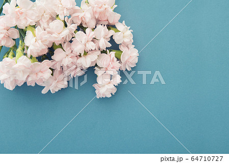 ピンクのスプレーカーネーション 64710727