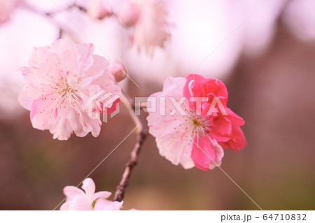 花桃源平の花びらの写真素材