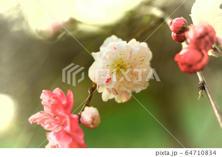 花桃源平の花びらの写真素材