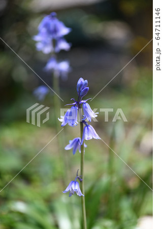 ツリガネズイセン 64711146