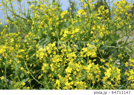 青梗菜の花 チンゲンサイの花 青梗菜の花 チンゲンサイの花 64711147